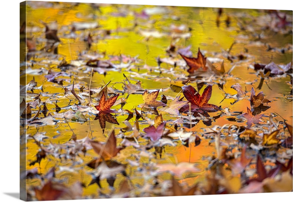 Autumn Coloured Foliage Reflecting In Leaf-Covered Lake, Twin Lakes Area, New York Botanical Garden; Bronx, New York, Unit...
