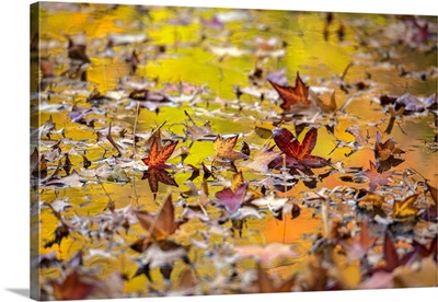 Autumn Colored Foliage Reflecting In Leaf-Covered Lake, New York Botanical Garden