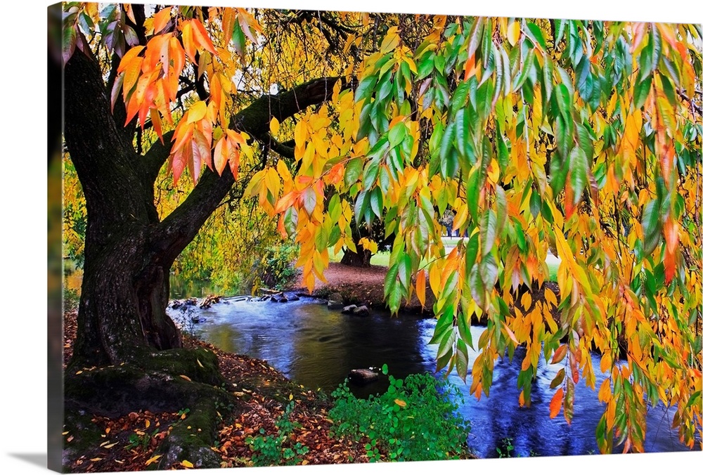 Autumn Colors Along Johnson Creek At Westmorland Park, Portland, Oregon