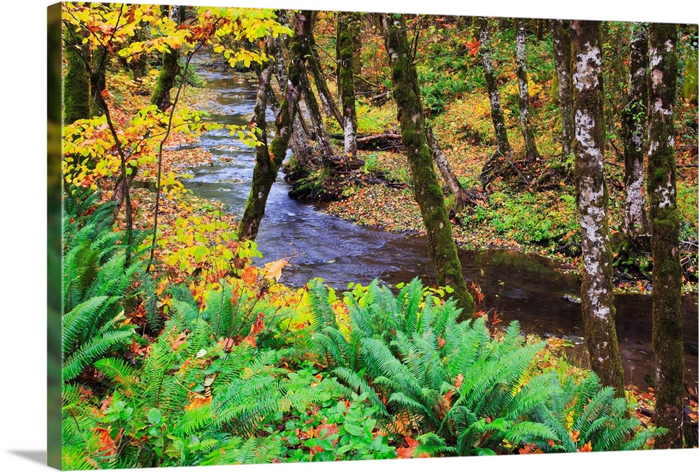 Autumn Colors Along Wolf Creek, Oregon Coast Range, Oregon