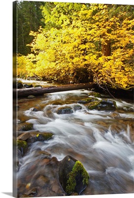 Autumn Colours Along Santiam River In Willamette National Forest; Oregon, USA