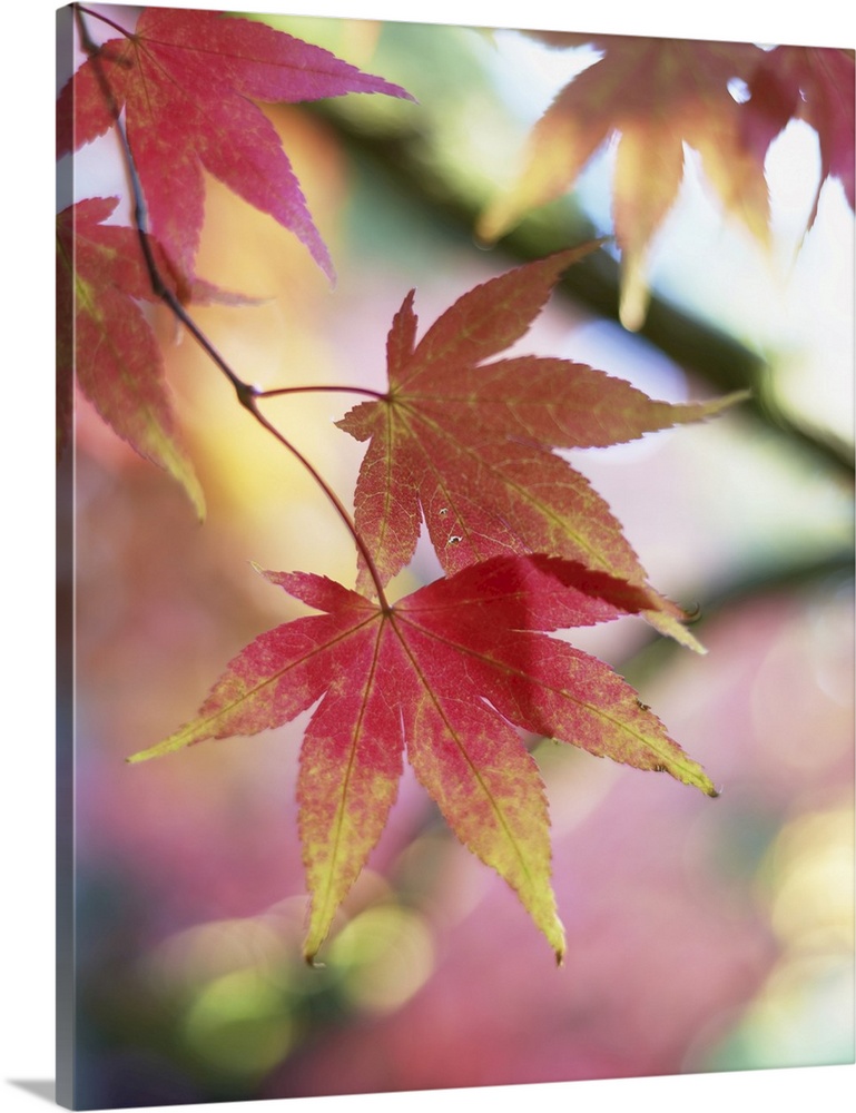 Autumn Foliage of Japanese Maple, Westonbirt Arboretum, Gloucestershire, England