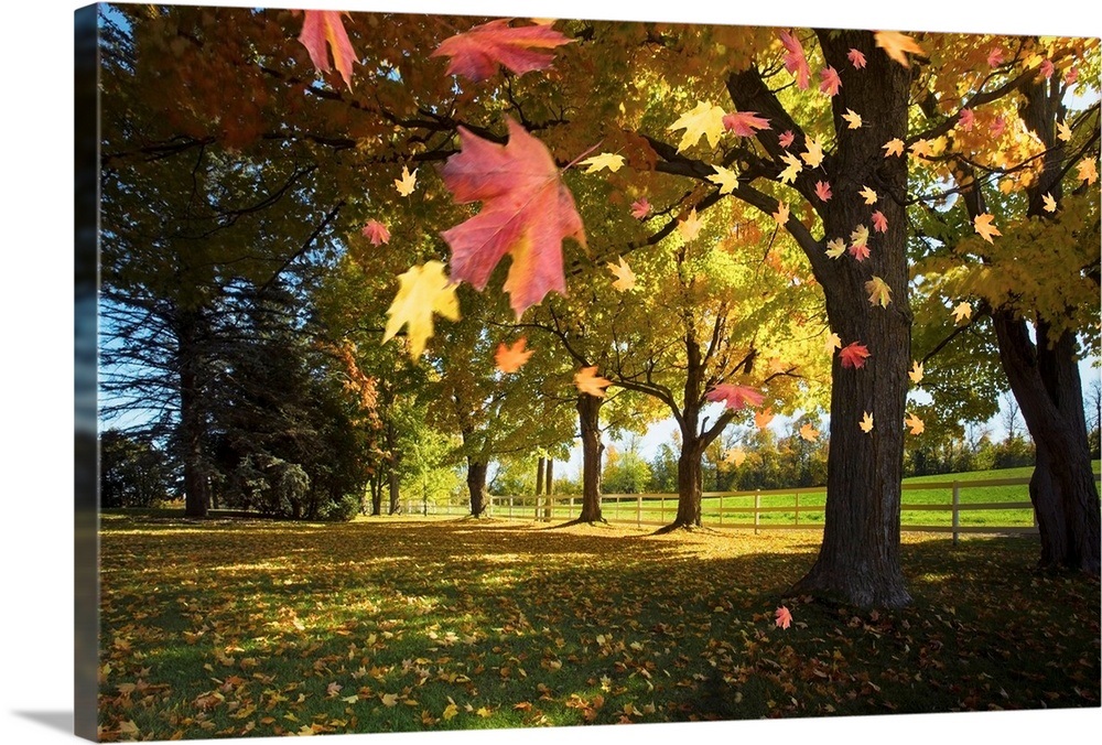 Autumn Leaves Blowing In The Breeze In Gatineau Hills; Quebec, Canada