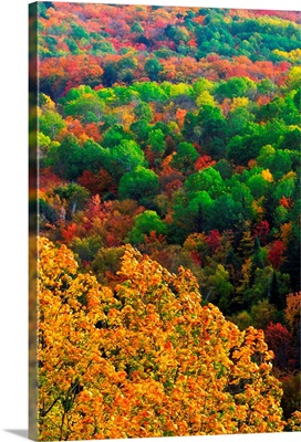 Autumn Trees, Ottawa Valley, Ontario, Canada