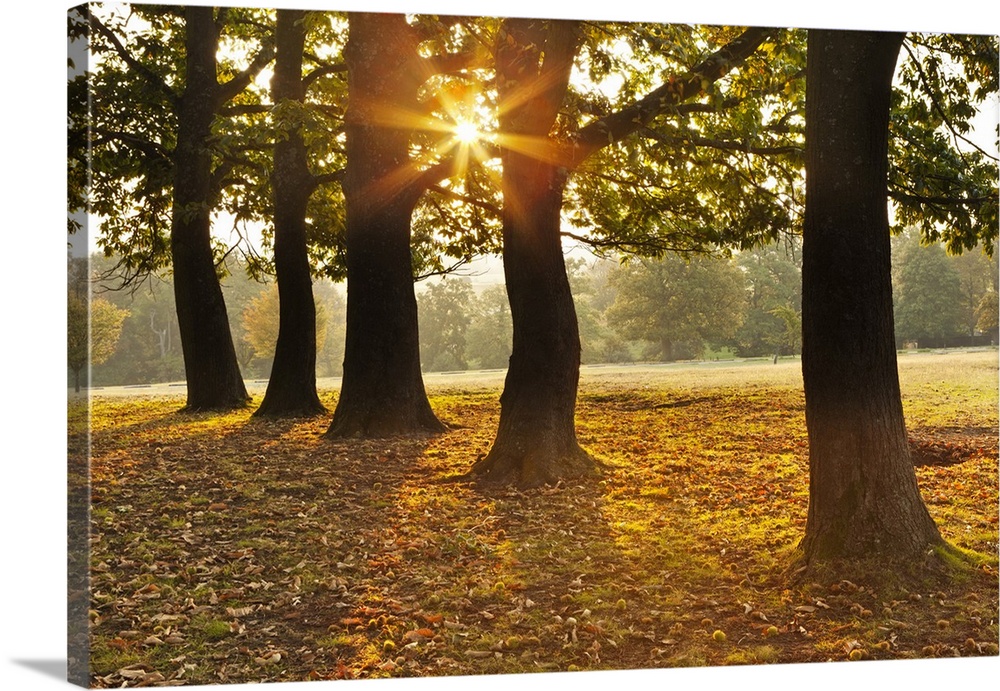 Autumnal sunrise viewed through a row of trees in Knole Park.