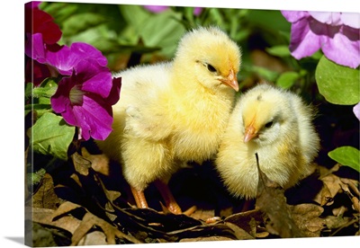 Baby chickens (chicks) in a garden among leaves and flowers