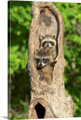 Baby Racoon's In Hollow Tree