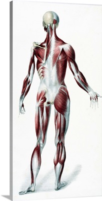 Back Of The Male Human Body Showing Muscles Sinews And Bones 1837