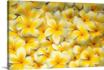 Background Of Yellow And White Plumeria Flowers