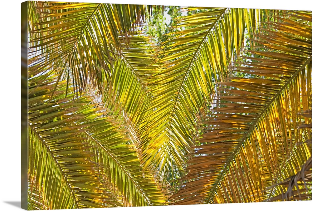 Backlit Palm Leaves; Mendoza, Argentina