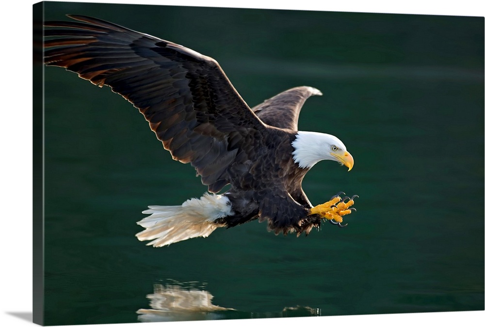 Photograph of a bald eagle swooping over a body of water about to catch a fish in it claws.