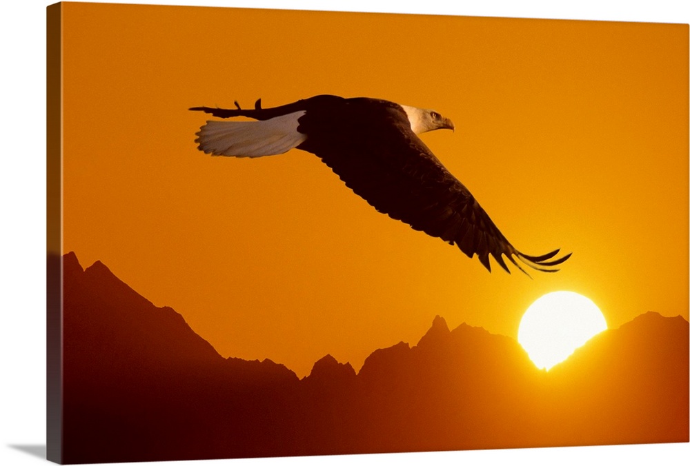 Big close-up photograph of a bird flying set against a silhouetted backdrop of a mountain range covering a sunset.