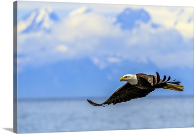 Bald Eagle In Flight Along The Shoreline In Cook Inlet, Alaska