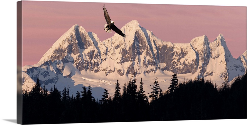 Bald Eagle In Flight At Sunset With Mendenhall Towers, Southeast Alaska