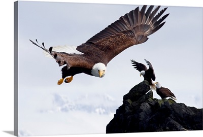 Bald Eagle In Flight Next To Ledge Where Multiple Eagles Are Perched, Alaska