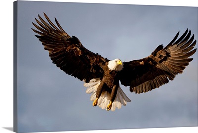 Bald Eagle In Flight Over Homer Spit, Kenai Peninsula, Alaska