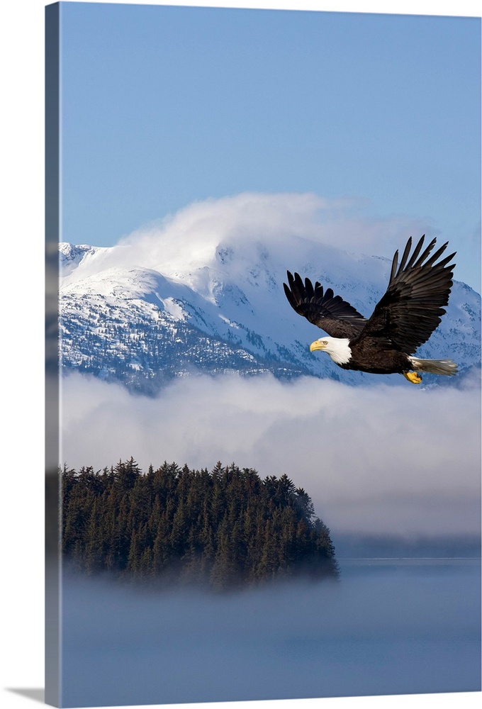 The national bird of prey glides through the air over low hanging clouds passing through snowcapped mountains and trees.