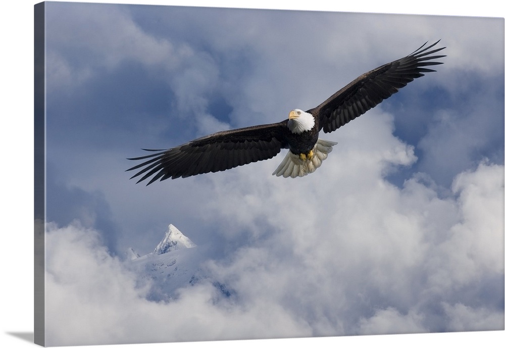 Bald Eagle In Flight Tongass National Forest Inside Passage Southeast Alaska Summer Composite