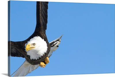 Bald eagle in the skies over Portage, Alaska