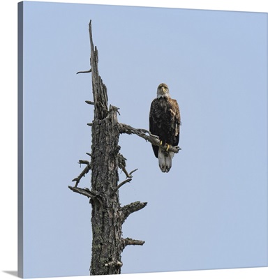 Bald Eagle Looks Down From A Dead Tree Branch