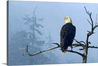 Bald Eagle perched in the top of an old Spruce tree, Tongass National Forest, Alaska,
