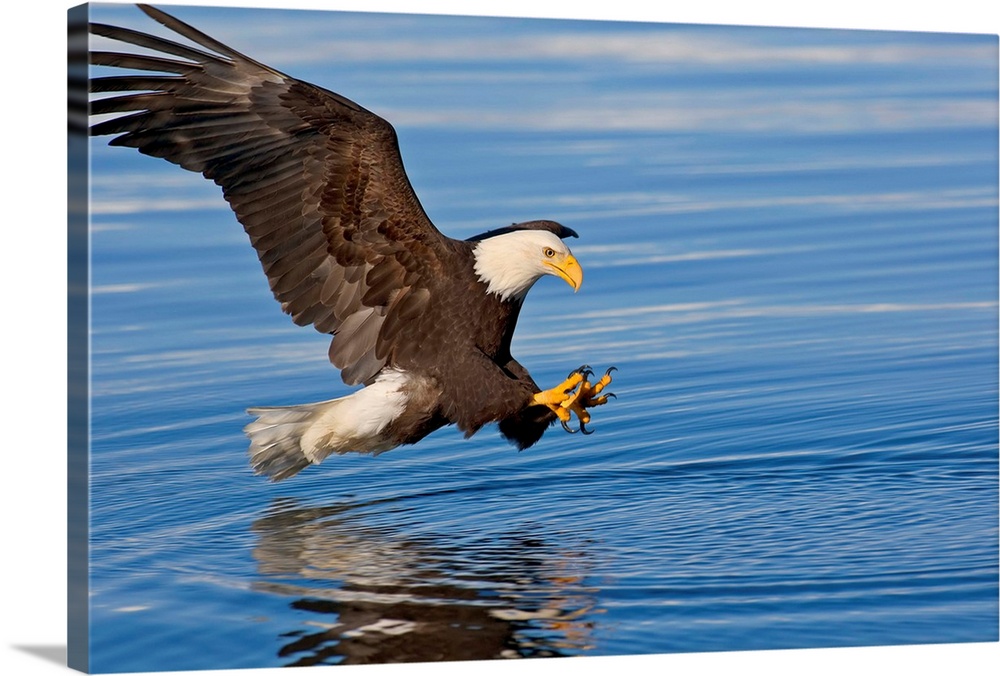 Bald Eagle Prepares To Grab Fish, Inside Passage, Southeast Alaska