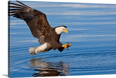 Bald Eagle Prepares To Grab Fish, Inside Passage, Southeast Alaska