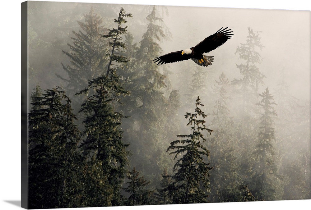 Bird of prey eagle animal canvas print framed photo picture wall artwork anim136 