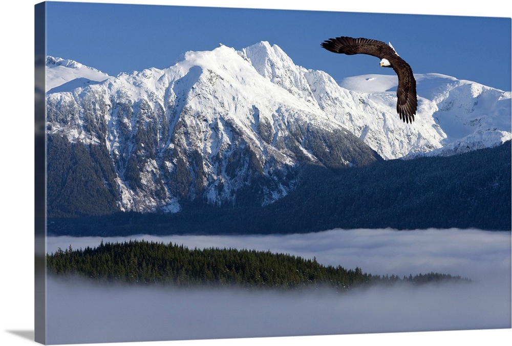 Bald Eagle soars above the Inside Passage and Tongass National Forest with the Coast Mountains in the background, Southeas...