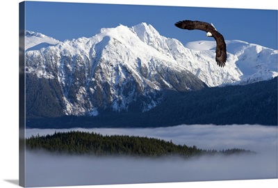 Bald Eagle soars above the Inside Passage and Tongass National Forest