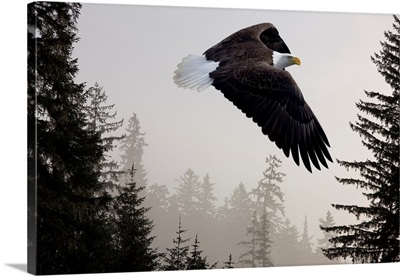 Bald Eagle Soars Through Mist In The Tongass National Forest, Alaska