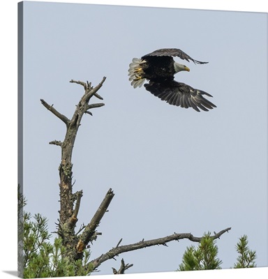 Bald Eagle Taking Flight