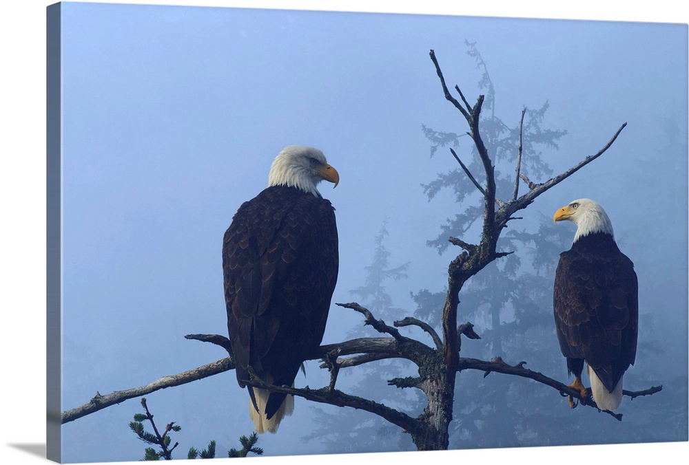 Bald Eagles perched in the top of an old Spruce tree on a misty morning