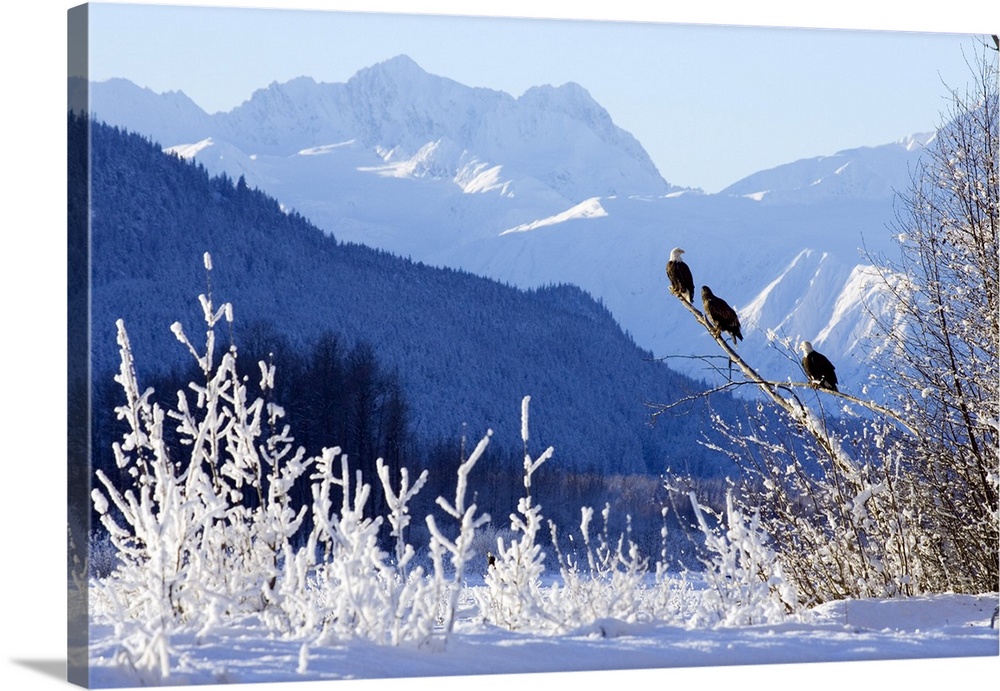 Bald Eagles Perched In Tree W/Takhinsha Mountains Chilkat Bald Eagle Preserve Southeast Haines Ak Winter