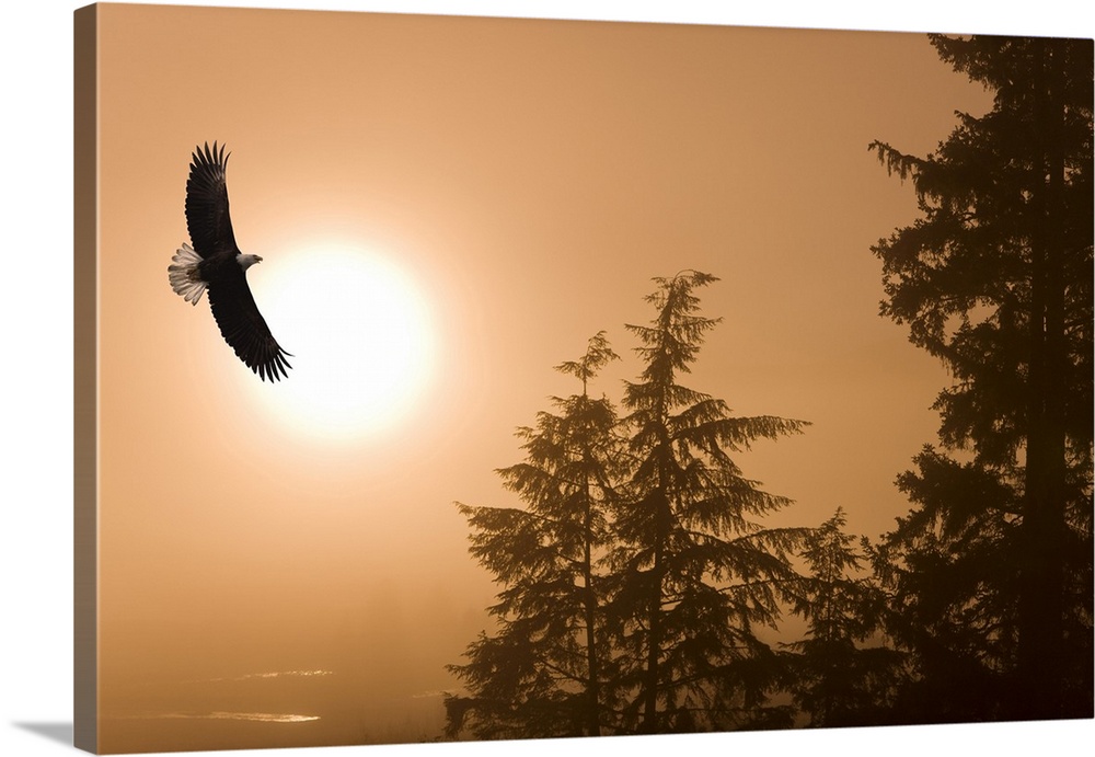 Bald Eagle Soars Above Tongass National Forest As Sun Rises On A Misty Morning, Alaska. Composite