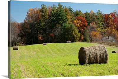 Bales of hay in a field and a forest in autumn colors.; Virginia.