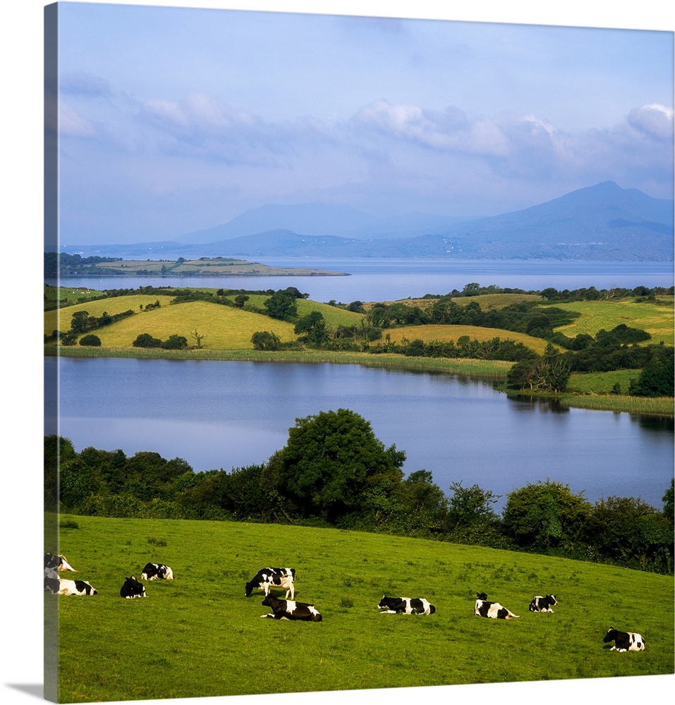 Bantry Bay, County Cork, Ireland, Holstein-Fresian Cattle