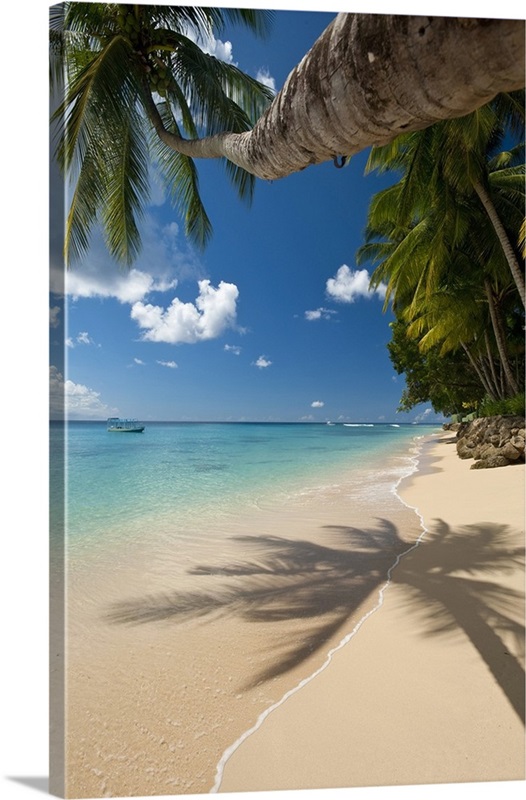 Barbados, Palm tree leaning over beach near Holetown Wall Art, Canvas ...
