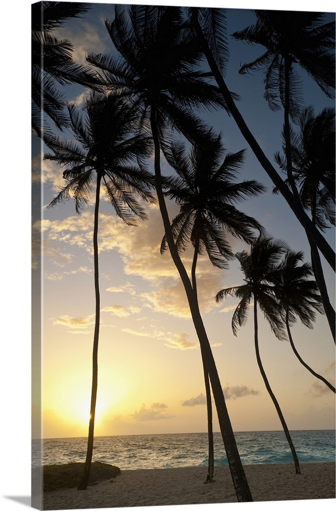 Barbados, Silhouette of palm trees at dawn, Bottom Bay