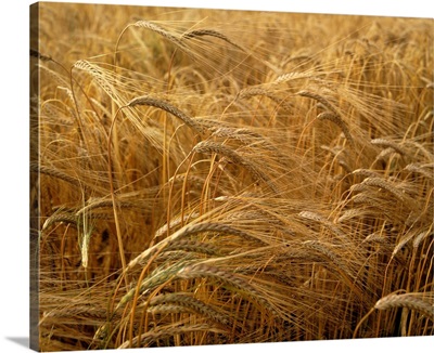 Barley Field, County Meath, Ireland