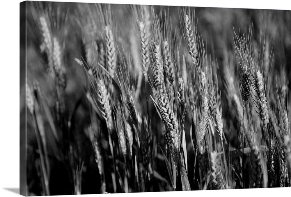 Black and white image of barley grain in the rolling fields in Palouse County of Eastern Washington, Washington, United St...
