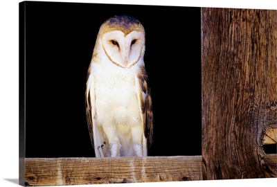 Barn Owl Sitting In Window Of Barn
