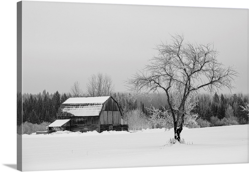 Barn with tree in winter, Thunder Bay, Ontario, Canada