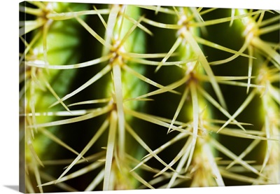 Barrel Cactus, Close-Up Of Thorns