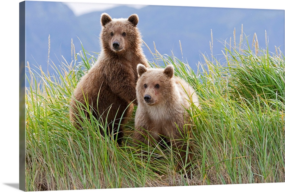 Two bear cubs are on look out from a grassy riverbed in Alaska.
