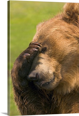 Bear With Paw Over Eye