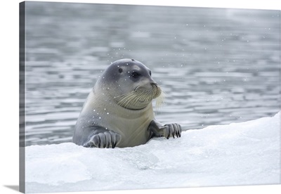 Bearded Seal, Hornsund, Svalbard, Norway