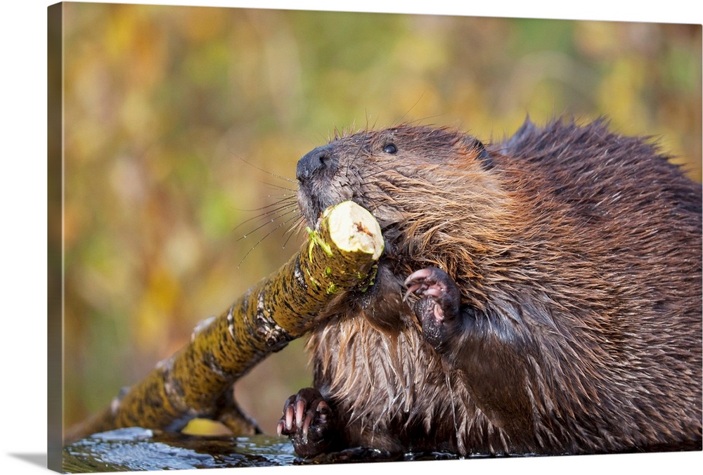 Beaver Chewing On Log In A Pond, Denali National Park, Alaska