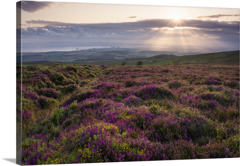Bell heather at sunrise on Longstone Hill in the Quantock Hills Area of Outstanding Natural Beauty with the Bristol Channe...