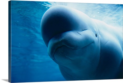 Beluga Whale Swimming Near The Surface